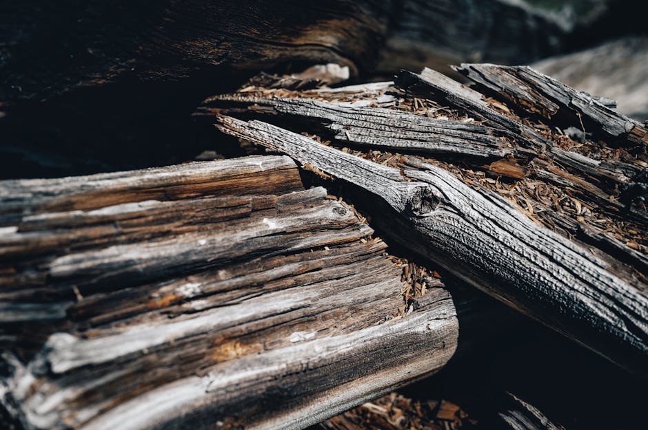 Understanding Wood Rot: Prevention and Early Detection